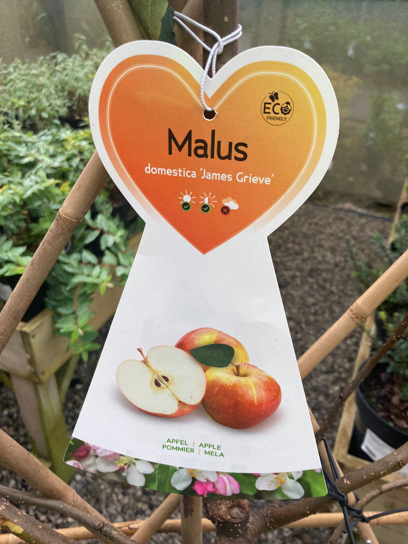 Apple James Grieve 7.5 Litre Pot Fan Trained