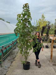 Davidia Involucrata 20 Litre Pot 175/200cm