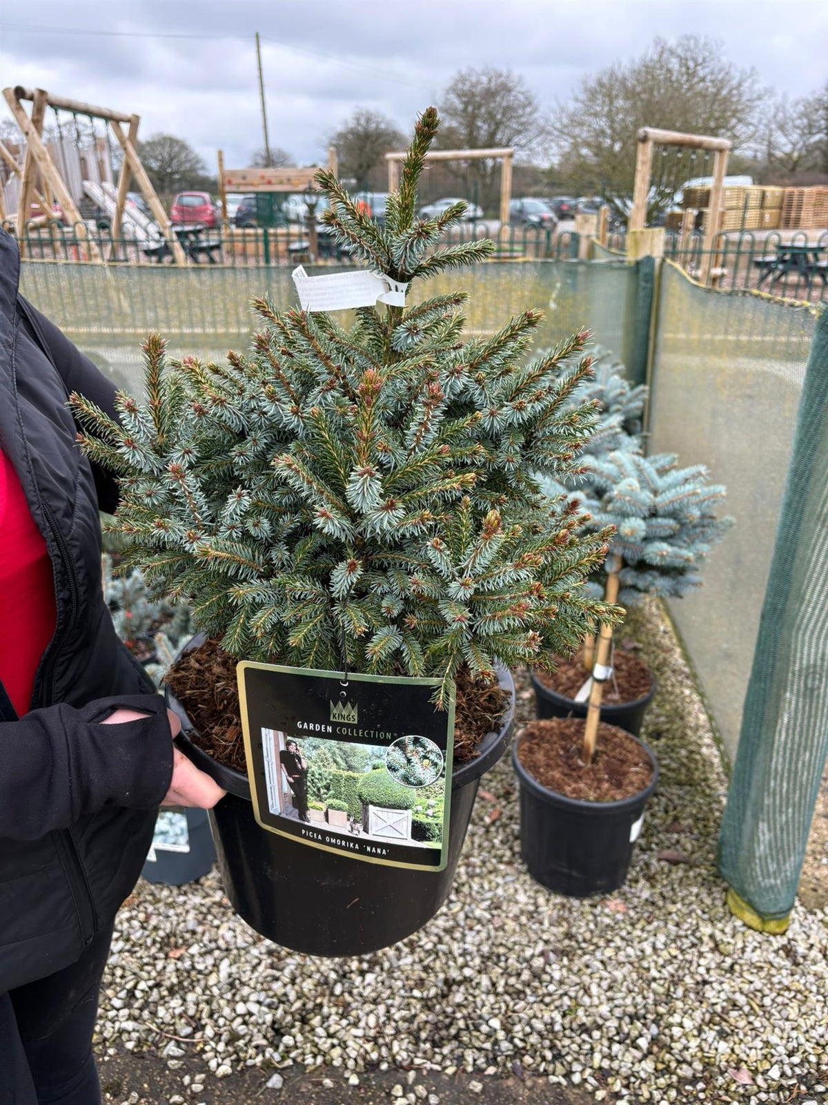 Picea Omorika Nana 12 Litre Pot