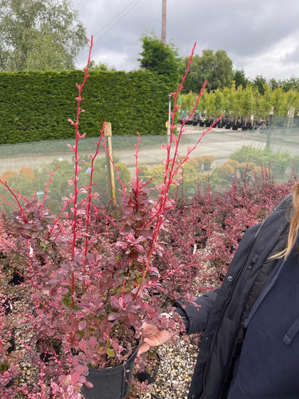 Berberis thunbergii Harlequin 2 Litre Pot