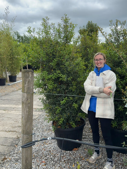 Osmanthus Burkwoodii Specimen 180/200cm
