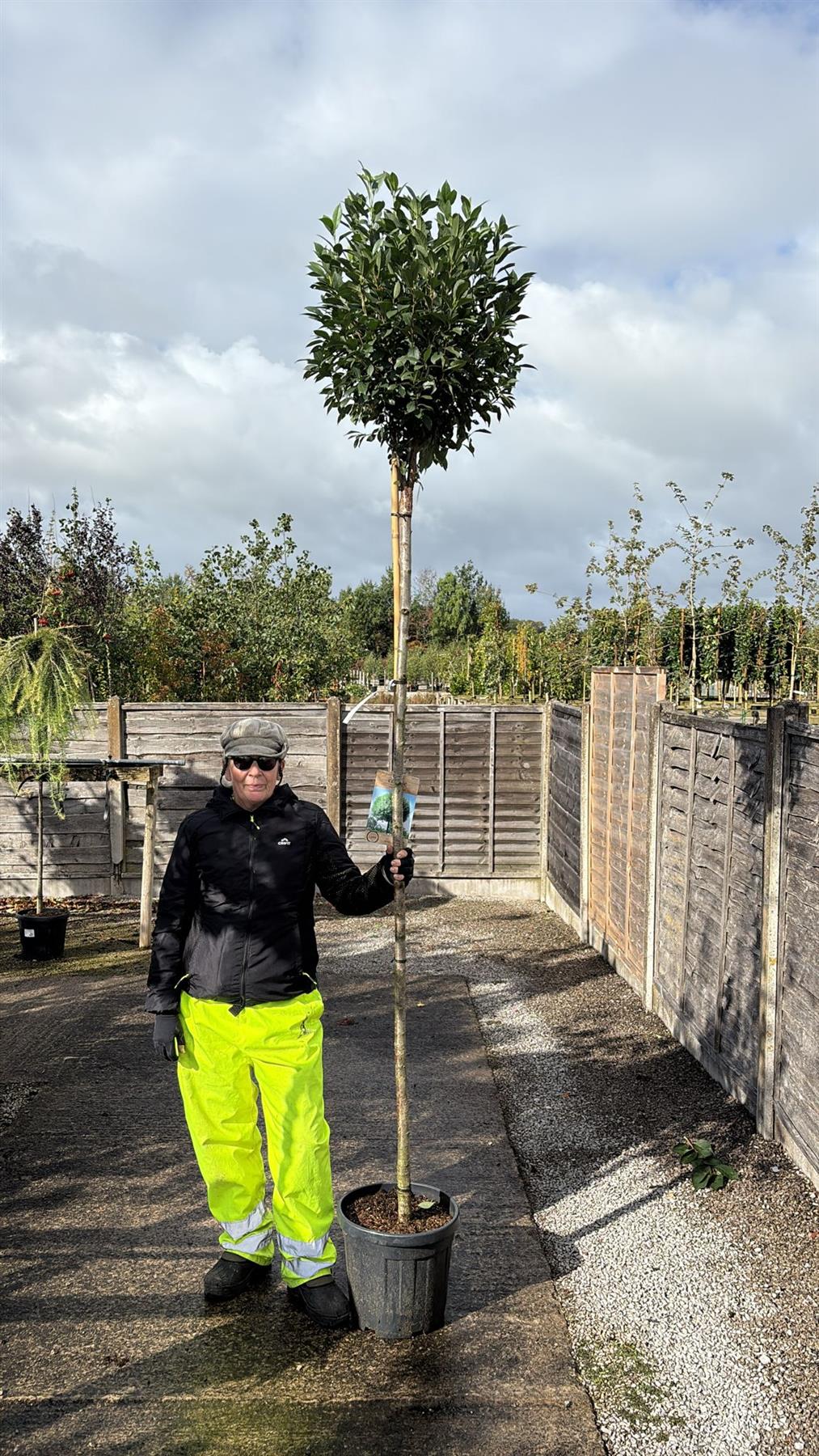Prunus eminens Umbraculifera 20 Litre Pot 200cm Stem