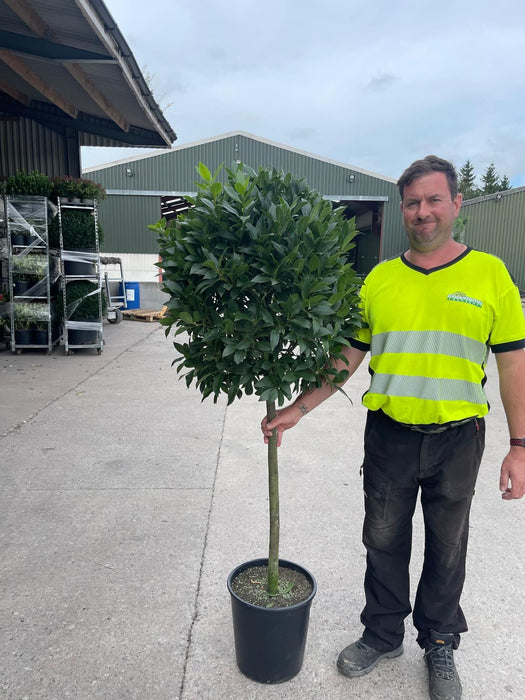 Laurus Nobilis 1/2 Std 20 Litre Pot 80cm Stem  70/75cm Head