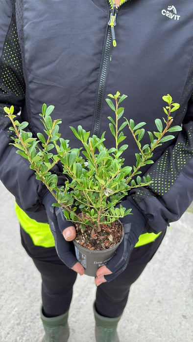 Big Deal Ilex Crenata Luxus Hedging Pot 9cm 15/20cm x 200