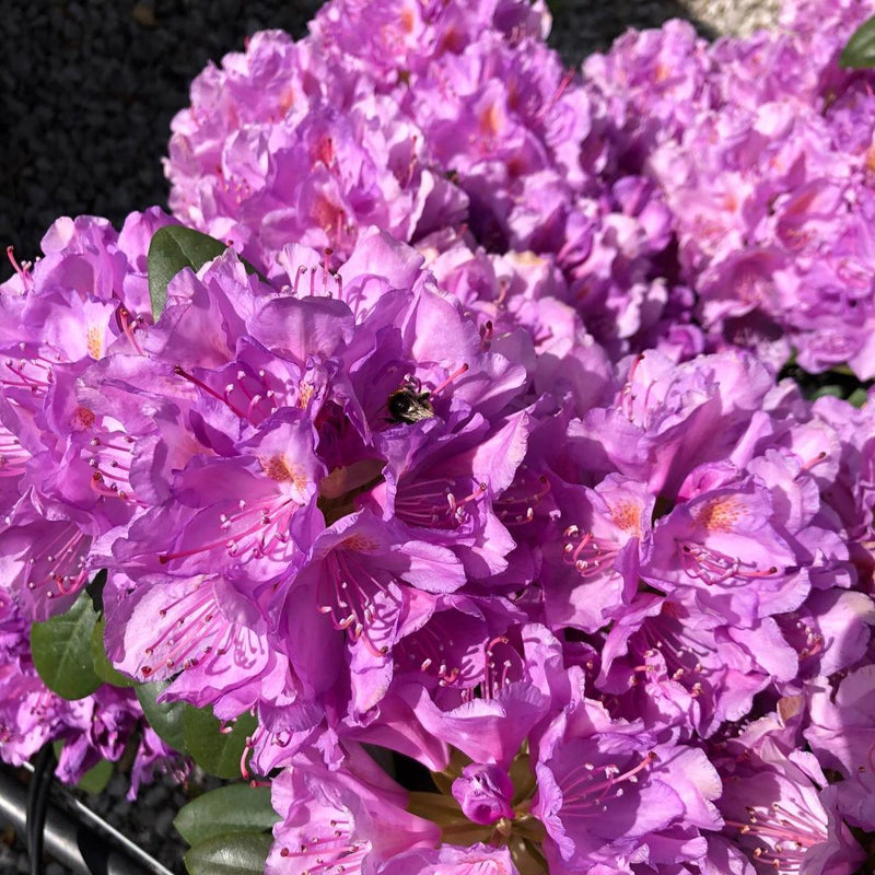 Rhododendron Hyb Catawbiense Grandiflorum 25 Litre Pot 90cm Wide —  Grasslands Nursery