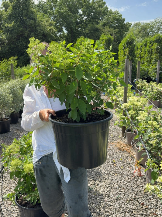 Hydrangea paniculata Grandiflora 25 Litre Pot