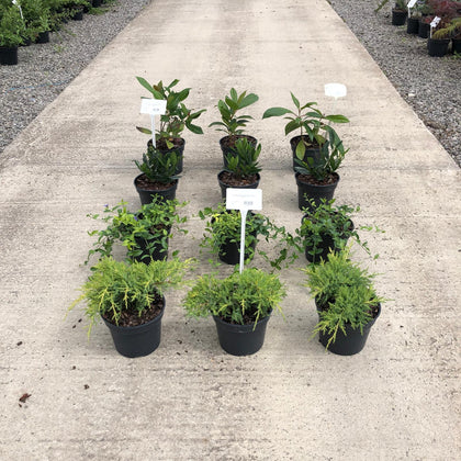 12 x Ground Cover Mixed Border Pack 2