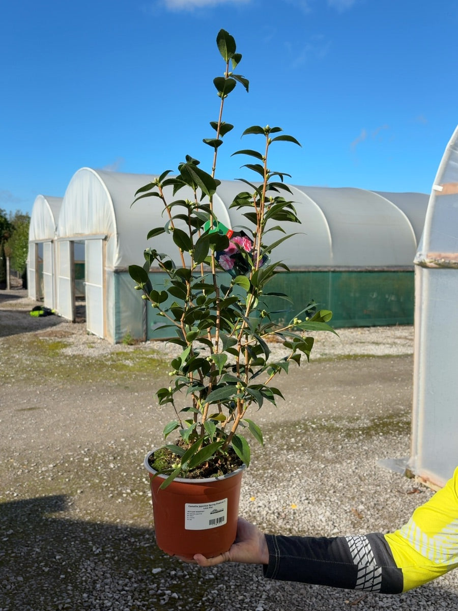 Camellia japonica Spring Festival 3 Litre Pot