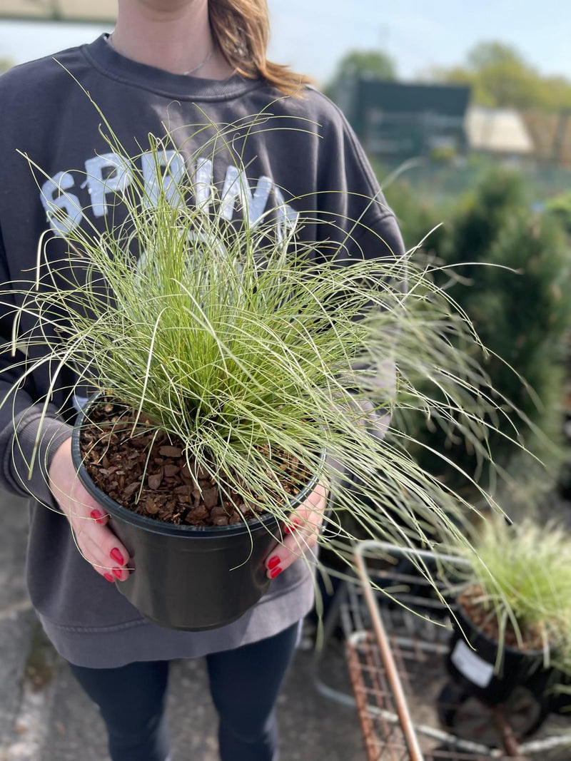 Carex Frosted Curls 2 Litre Pot