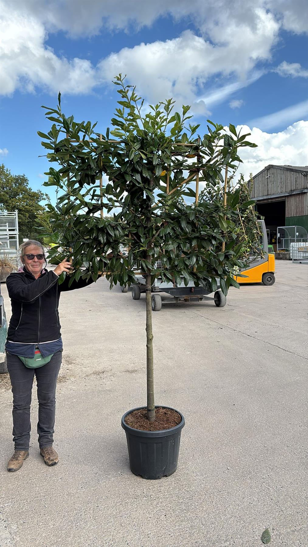 Prunus laurel Novita Pleached 45 Litre Pot 110cm St, 100cm H x 120cm W
