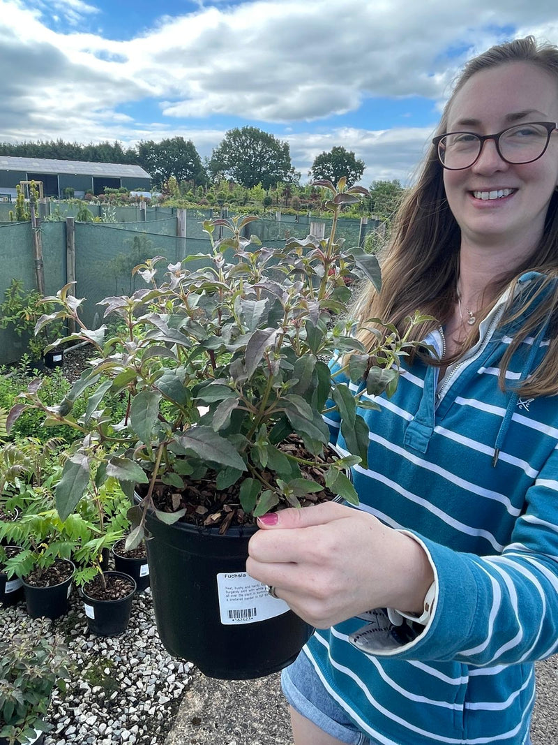Fuchsia Alice Hoffman 3 Litre Pot