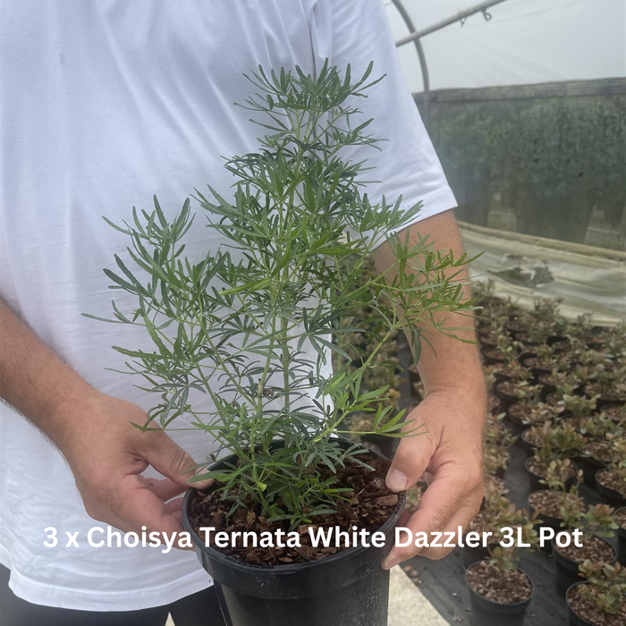 12 x Fragrant Shrub Mix Border Pack