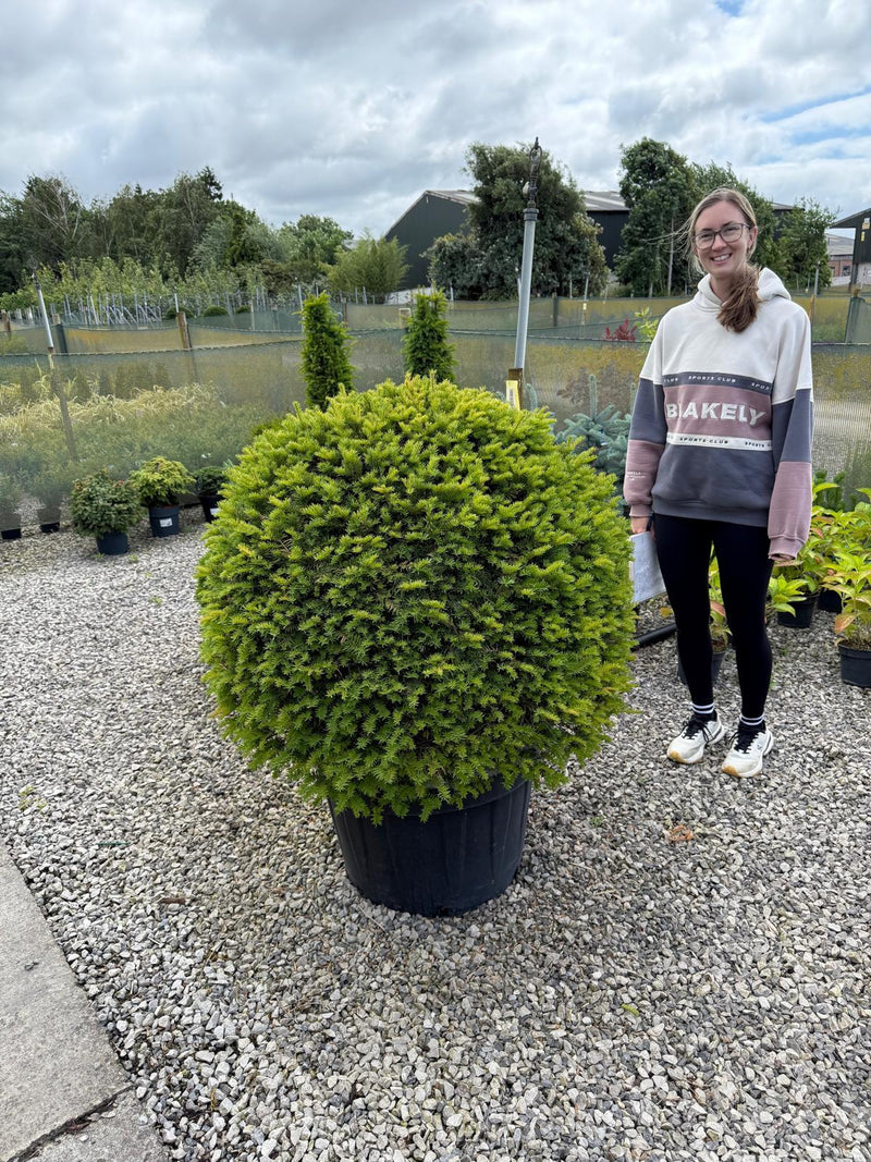 Yew Ball 90/100cm Huge Ball