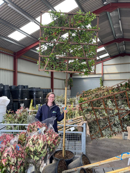Prunus lusitanica Brenelia Pleached Standard 200 Stem Frame 120x120cm