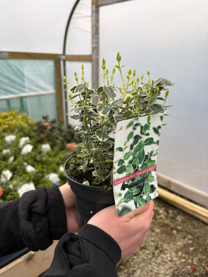 Euonymus Fortunei Emerald Gaiety 13cm Pot