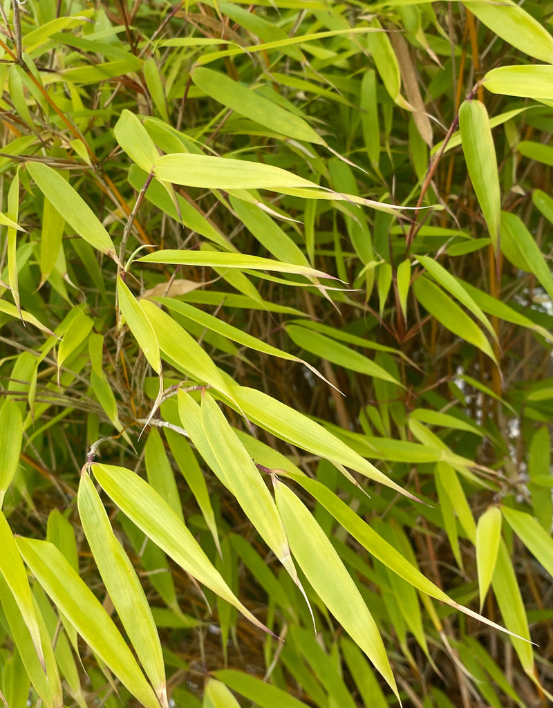Fargesia Robusta Formidable — Grasslands Nursery