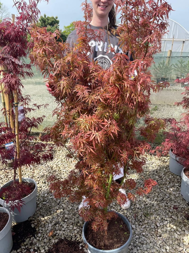 Acer Palmatum Jerre Schwartz 15 Litre Pot