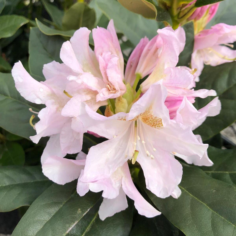 Rhododendron Hybrid Cunninghams White 20 Litre Pot
