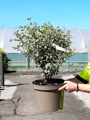 Pittosporum Tenuifolium Silver Queen 10 Litre Pot