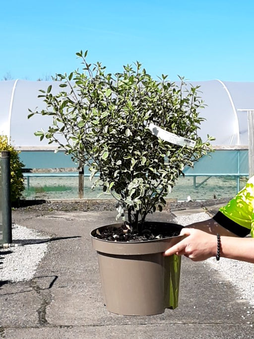 Pittosporum Tenuifolium Silver Queen 10 Litre Pot