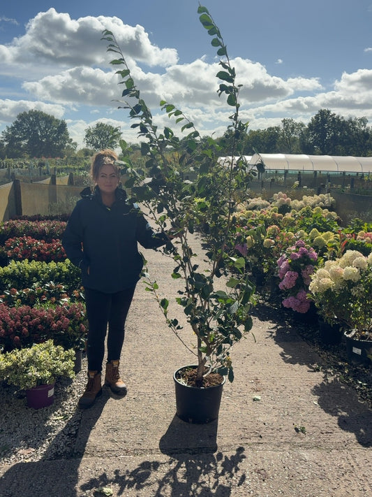 Hamamelis Rubin 20 Litre Pot 150/175cm Tall