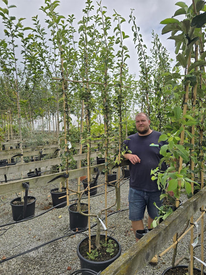 Pear Bon Chretien Williams 50 Litre Pot Double U Frame