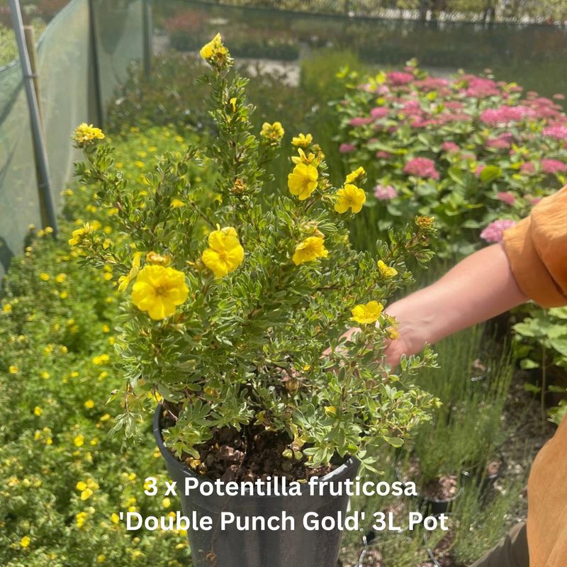 12 x Late Summer Flowering Perennial Border Pack 3