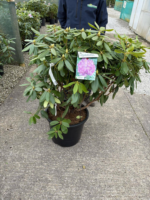 Rhododendron Hyb Catawbiense Grandiflorum 40 Litre Pot