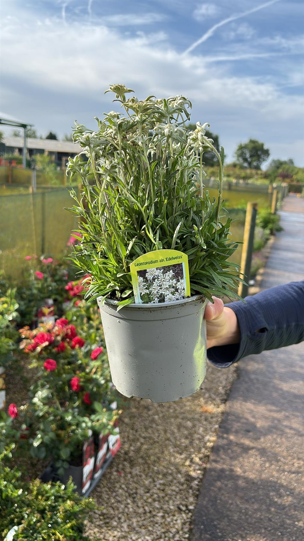 Leontopodium Alp Edelweis 1.5 Litre Pot