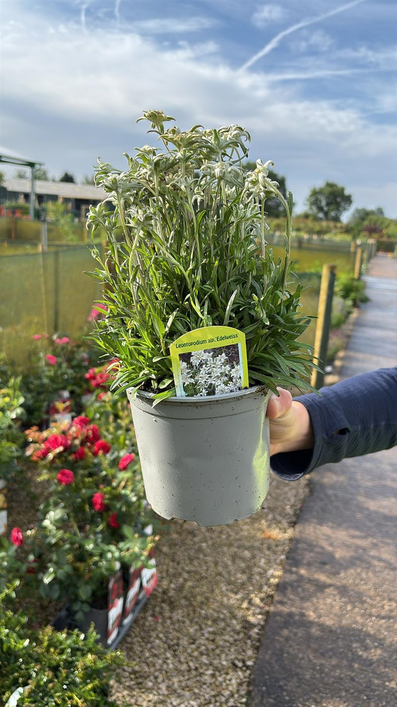 Leontopodium Alp Edelweis 1.5 Litre Pot