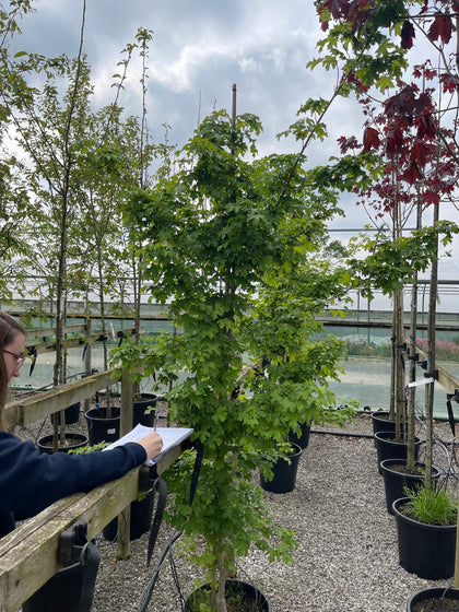 Acer campestre Elsrijk 30 Litre Pot