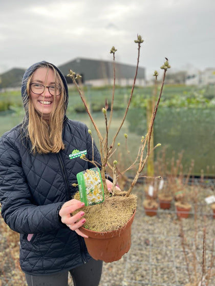Azalea Knaphill Daviesii 3 Litre Pot