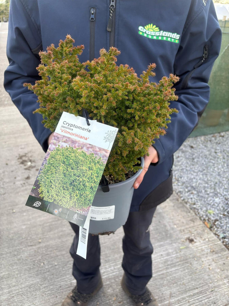 Cryptomeria j. Vilmorinia 4.5 Litre Pot