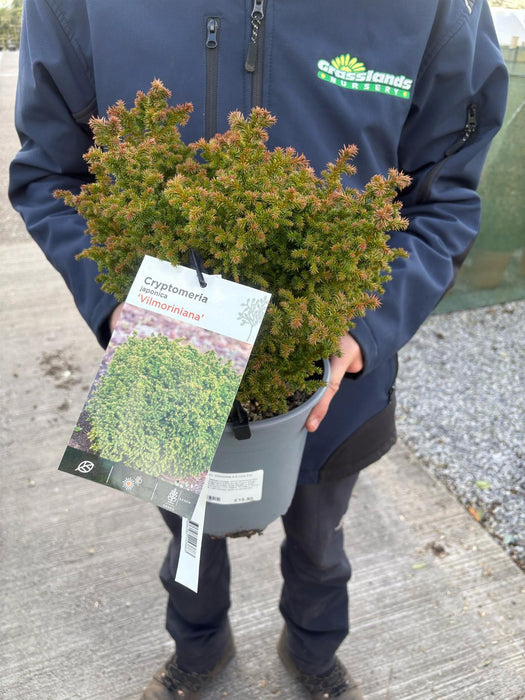 Cryptomeria j. Vilmorinia 4.5 Litre Pot