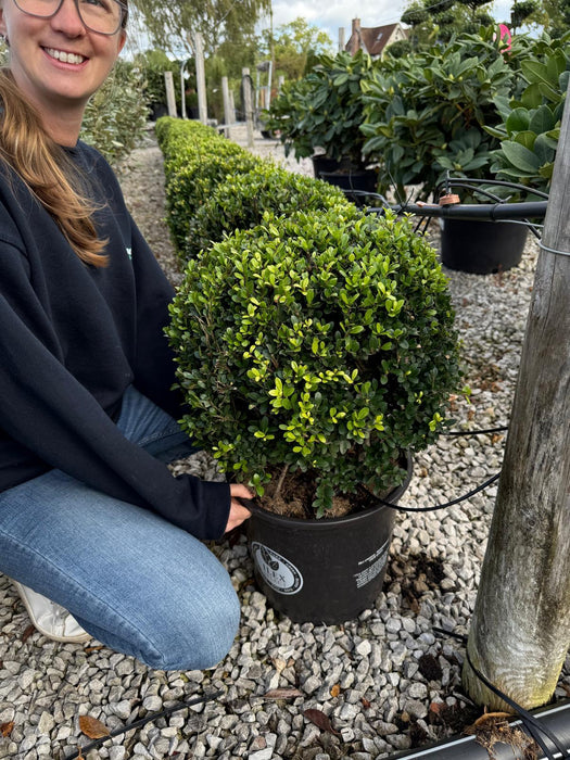 Ilex Crenata Dark Green Ball 15 Litre Pot 40cm