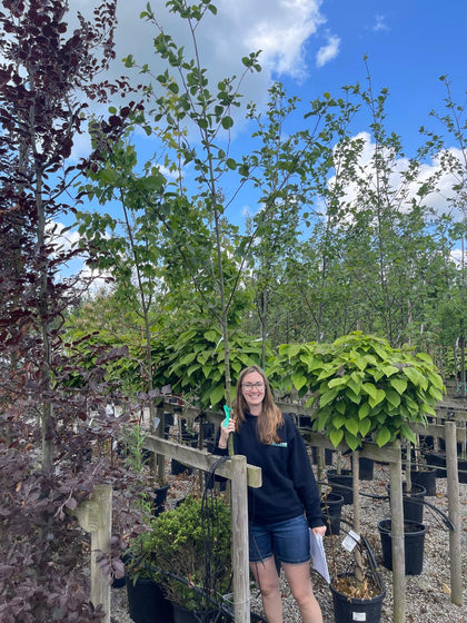 Alnus Incana 8/10cm Standard