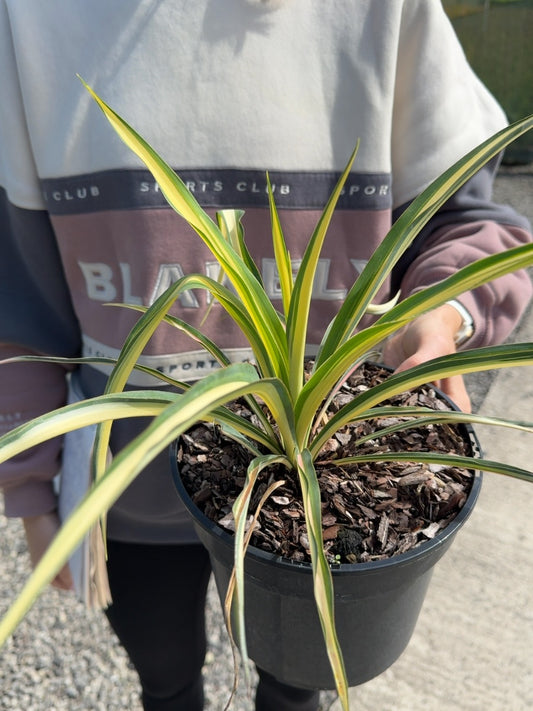 Yucca filamentosa 'Color Guard' - 3 Litre Pot