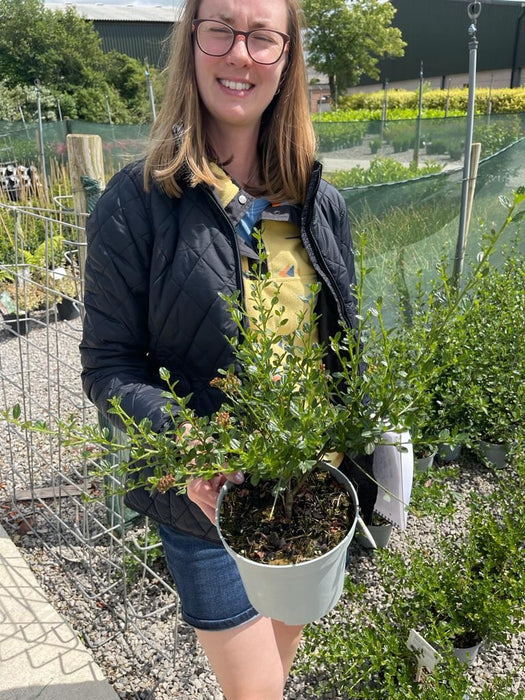 Ceanothus Yankee Point 2 Litre Pot