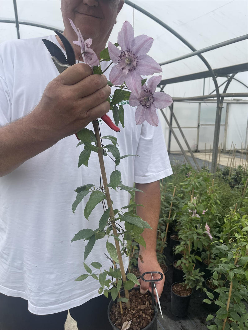 Clematis Hagley Hybrid 3 Litre Pot — Grasslands Nursery