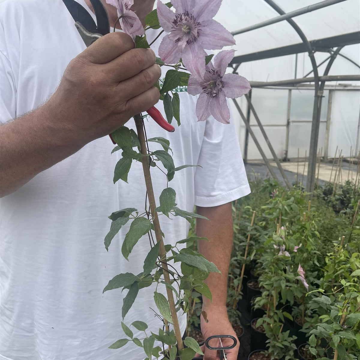 companion plants for clematis in pots uk Clematis Hagley Hybrid 3 Litre Pot — Grasslands Nursery