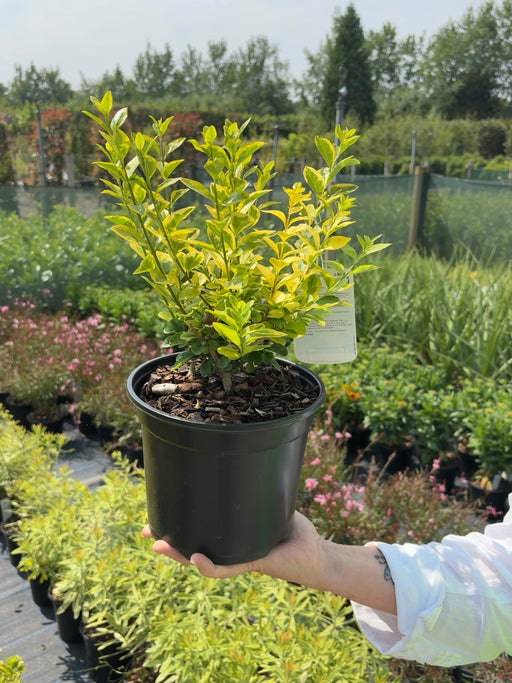 Golden Privet 3 Litre 30cm Bush