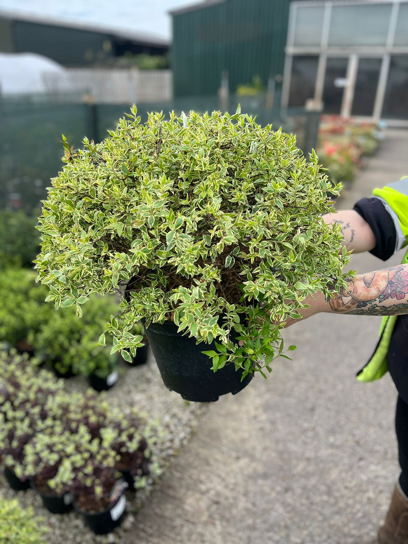 Abelia Sparkling Silver 10 Litre