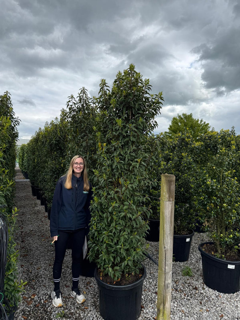 Portuguese Laurel Specimen Trimmed 210/225cm Pre Order/Ready For June