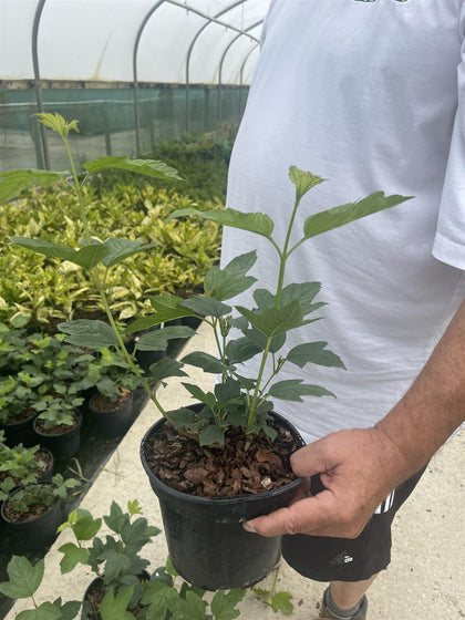 Viburnum Opulus Roseum 3 Litre Pot