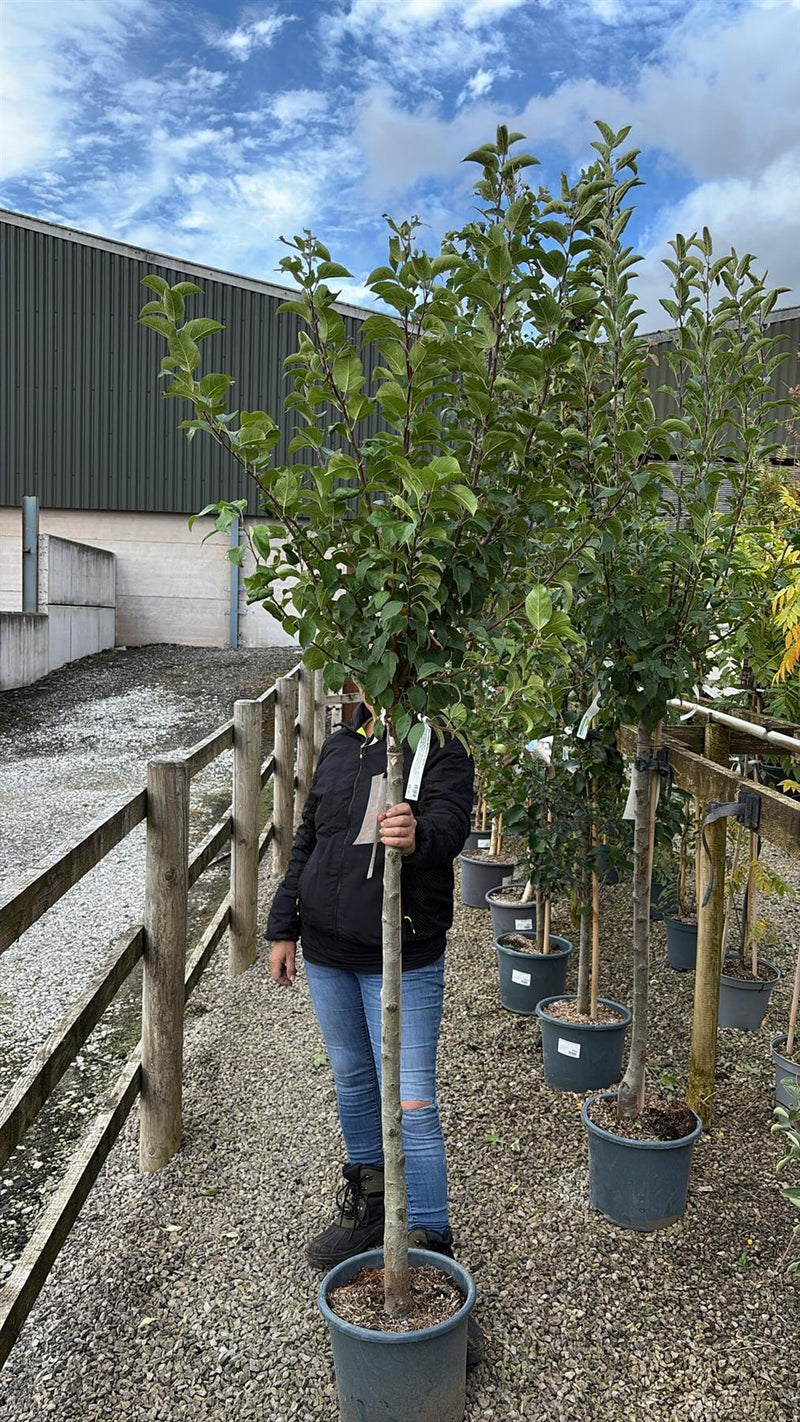 Malus Everest Half Standard 15 Litre Pot