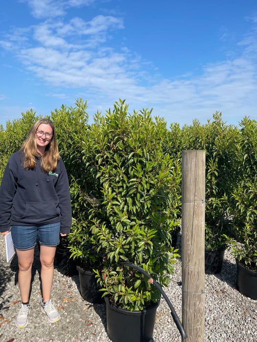 Portuguese Laurel Extra Bushy Hedging 140/160cm 40 Litre Pot