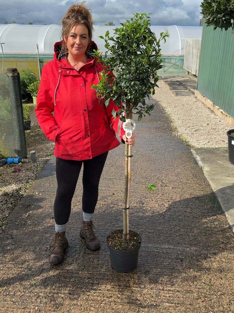 Ilex Meserveae Alaska 1/2 Standard 7.5 Litre Pot