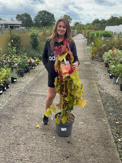 Cercis Eternal Flame 12 Litre Pot 80-100cm