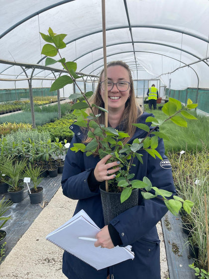 Lonicera Fragrantissima 3 Litre Pot
