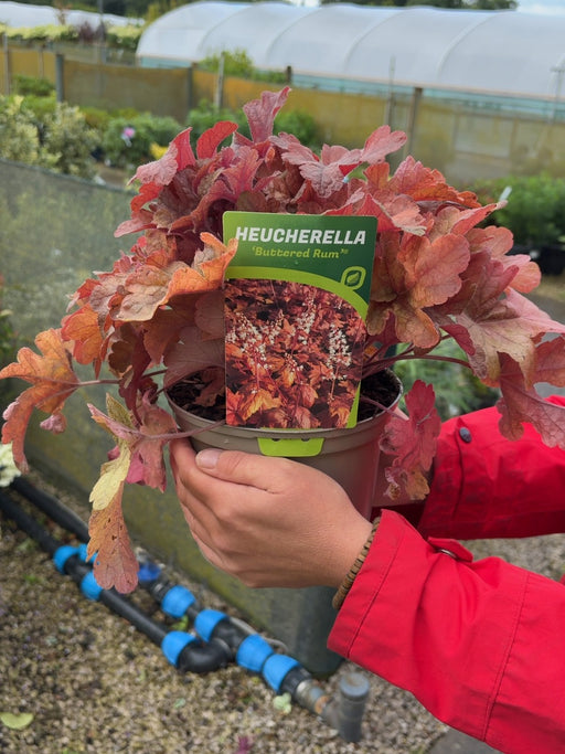 Heuchera Buttered Rum 2 Litre Pot
